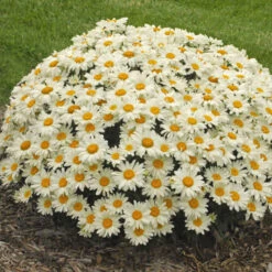 'Whoops-A-Daisy' Shasta Daisy -Perennials Store 316b0418603545106797c3e91bf9b14a