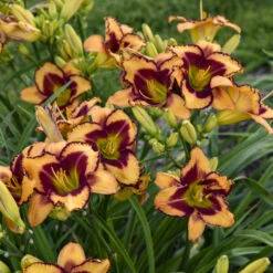 Rainbow Rhythm® 'Blazing Glory' Daylily -Perennials Store 327e0ace949ee6b43ebc4a674319a7da