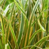 EverColor® 'Everglow' Sedge -Perennials Store 3578 2 07664.1561654536
