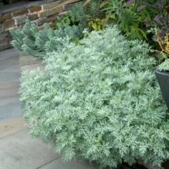 'Powis Castle' Wormwood -Perennials Store 381 1453 popup