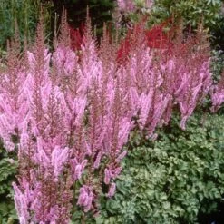 Dwarf Chinese Astilbe -Perennials Store 383 1191 popup sw