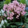 'Winterglut' Pigsqueak -Perennials Store 384 1167 popup