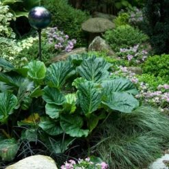 'Winterglut' Pigsqueak -Perennials Store 384 1170 popup