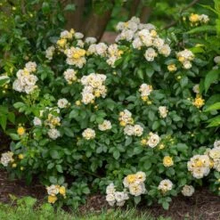 Popcorn Drift® Rose -Perennials Store 3 8d7de02e 2904 4b12 9aa9 60b98f6b6d12