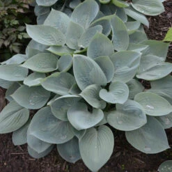 'Prairie Sky' Hosta -Perennials Store 3d3d067f8e561d54b991429ad4fe642f