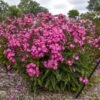 Luminary® 'Pink Lightning' Phlox -Perennials Store 3e2614674f78f6d114d1f8153011fcaf