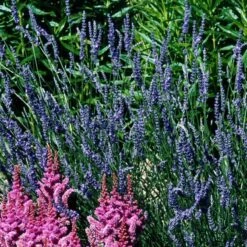 'Grosso' Lavender -Perennials Store 410 1184 popup sw