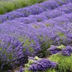 'Grosso' Lavender -Perennials Store 410 1757 popup sw