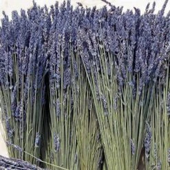 'Grosso' Lavender -Perennials Store 410 1759 popup sw