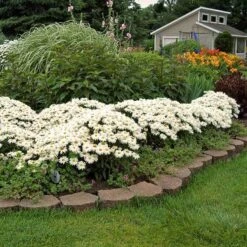 'Whoops-A-Daisy' Shasta Daisy -Perennials Store 411 1295 popup sw