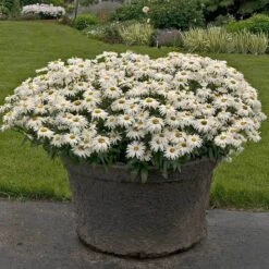 'Whoops-A-Daisy' Shasta Daisy -Perennials Store 411 1297 popup sw