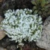 'Snowflake' Creeping Phlox 1 'Snowflake' Creeping Phlox -Perennials Store 417 1313 popup sw