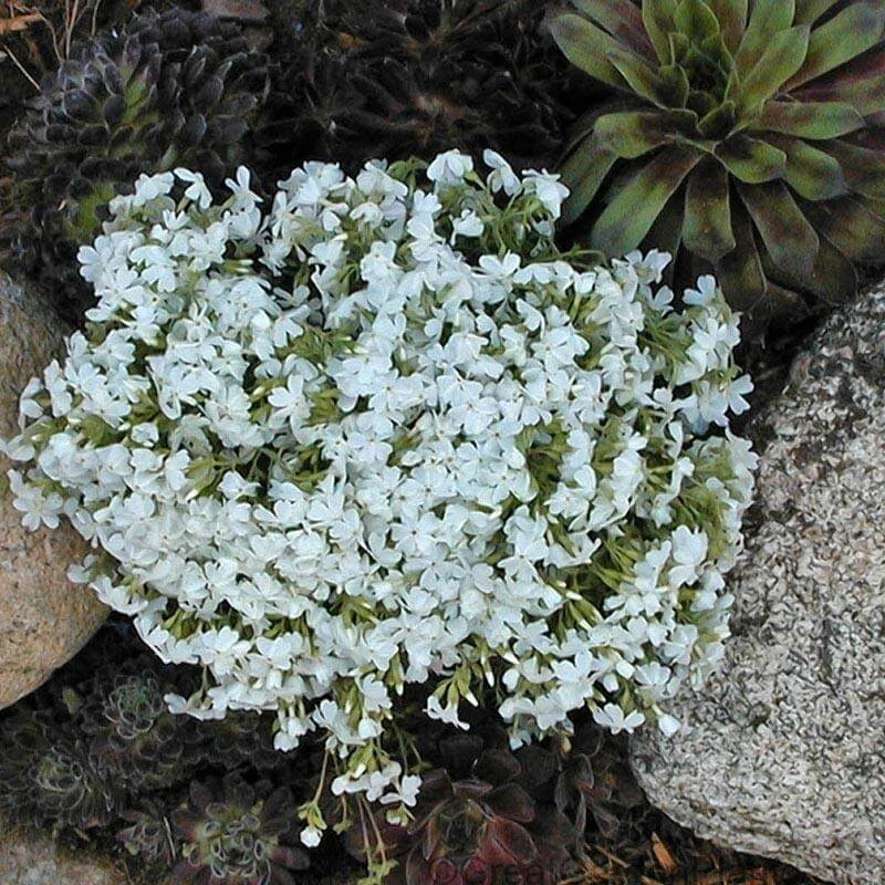 'Snowflake' Creeping Phlox 3 'Snowflake' Creeping Phlox