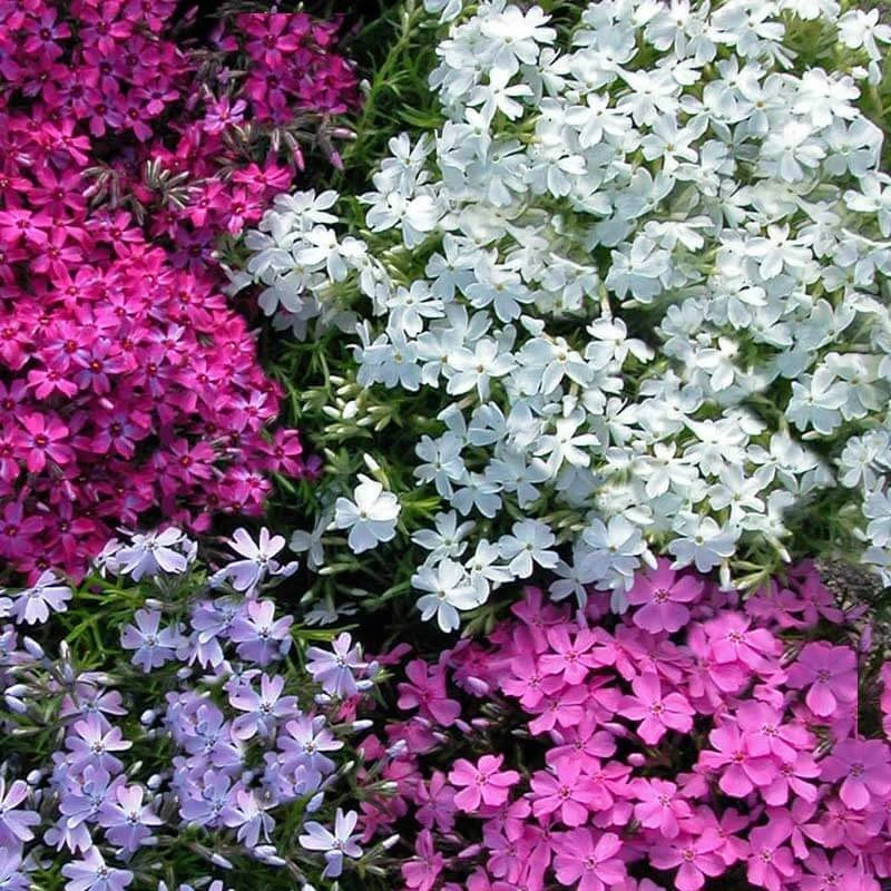 'Snowflake' Creeping Phlox 4 'Snowflake' Creeping Phlox - Image 2