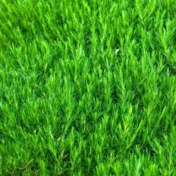 'Snowflake' Creeping Phlox 7 'Snowflake' Creeping Phlox -Perennials Store 417 1315 popup sw