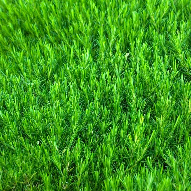 'Snowflake' Creeping Phlox 5 'Snowflake' Creeping Phlox - Image 3