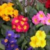 Crescendo® Mixed Primrose 2 Crescendo® Mixed Primrose -Perennials Store 419 1318 popup