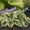 'Mini Skirt' Hosta -Perennials Store 41ebd2f170926178bd02d2d27a3c0491