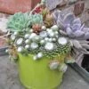 Cobweb Hens & Chicks -Perennials Store 427 1856 popup sw