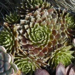 'Jeanne D'Arc' Hens & Chicks -Perennials Store 429 1890 popup