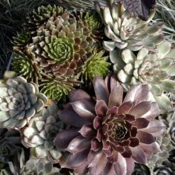 'Jeanne D'Arc' Hens & Chicks -Perennials Store 429 1891 popup