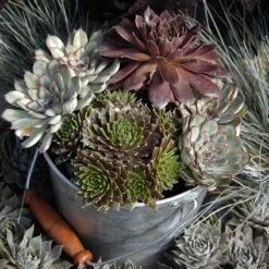 'Jeanne D'Arc' Hens & Chicks -Perennials Store 429 1892 popup