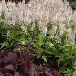 'Sugar & Spice' Foamflower 10 'Sugar & Spice' Foamflower -Perennials Store 42 1475 popup