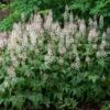 'Sugar & Spice' Foamflower -Perennials Store 42 1477 popup