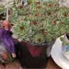 Mrs. Giuseppi Hens & Chicks 2 Mrs. Giuseppi Hens & Chicks -Perennials Store 432 1608 popup