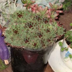Mrs. Giuseppi Hens & Chicks -Perennials Store 432 1610 popup