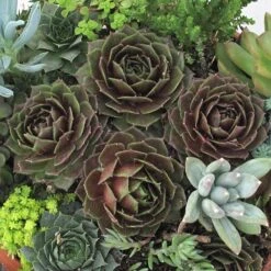 'Rocknoll Rosette' Hens & Chicks -Perennials Store 435 1600 popup
