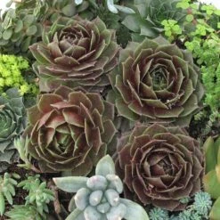 'Rocknoll Rosette' Hens & Chicks -Perennials Store 435 1601 popup