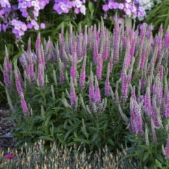 Magic Show® 'Pink Potion' Spike Speedwell -Perennials Store 43a3b7a27fd4e4d1b3b17da66e5c1a78