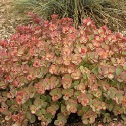 October Daphne Stonecrop -Perennials Store 441 1375 popup sw