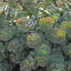 Perennials Store 10 October Daphne Stonecrop