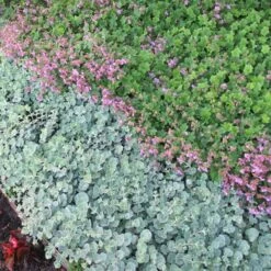 Perennials Store -Perennials Store 441 1378 popup sw