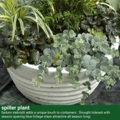 October Daphne Stonecrop -Perennials Store 441 2400 popup sw