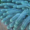 Donkey Tail 2 Donkey Tail -Perennials Store 447 1208 popup