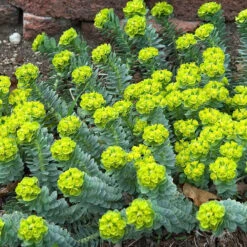 Donkey Tail -Perennials Store 447 1209 popup