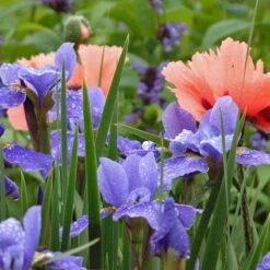 'Silver Edge' Siberian Iris -Perennials Store 457 2257 popup