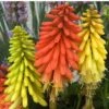 'Flamenco' Red Hot Poker -Perennials Store 458 1289 popup sw
