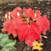 'Fusion Of Fire' Oredenia -Perennials Store 45a89419b14af328274e2174dddd901c