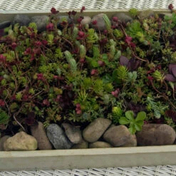 SedumSod® Mini Mats -Perennials Store 488 1580