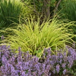 Prairie Winds® 'Lemon Squeeze' Fountain Grass 8 Prairie Winds® 'Lemon Squeeze' Fountain Grass -Perennials Store 497Pennisetumalopecuroides LemonSqueeze 2