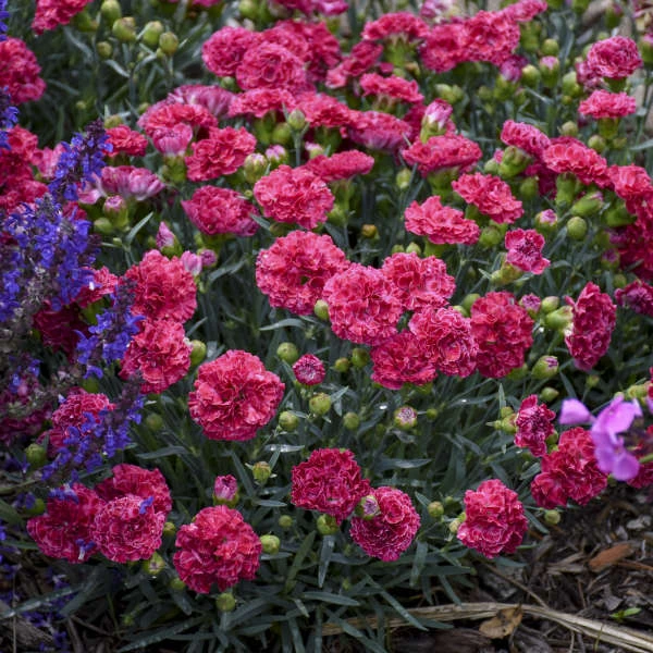 Fruit Punch® 'Raspberry Ruffles' Dianthus 4 Fruit Punch® 'Raspberry Ruffles' Dianthus - Image 2
