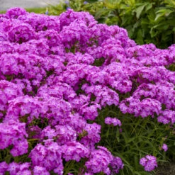'Opening Act Ultrapink' Hybrid Phlox