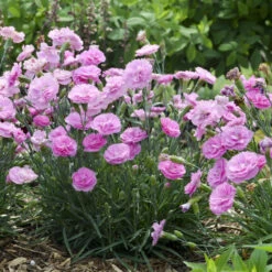 Fruit Punch® 'Sweetie Pie' Dianthus 8 Fruit Punch® 'Sweetie Pie' Dianthus -Perennials Store 4c286a16d7dc6b236cd3f82900869979