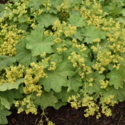 Lady's Mantle -Perennials Store 4cb3d4cc1b6c0d383e70cdf16724128c