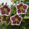 Honeymoon® Romantic Getaway Lenten Rose -Perennials Store 503Helleborus RomanticGetaway 1