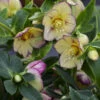 Honeymoon® Tropical Sunset Lenten Rose -Perennials Store 504Helleborus TropicalSunset 1